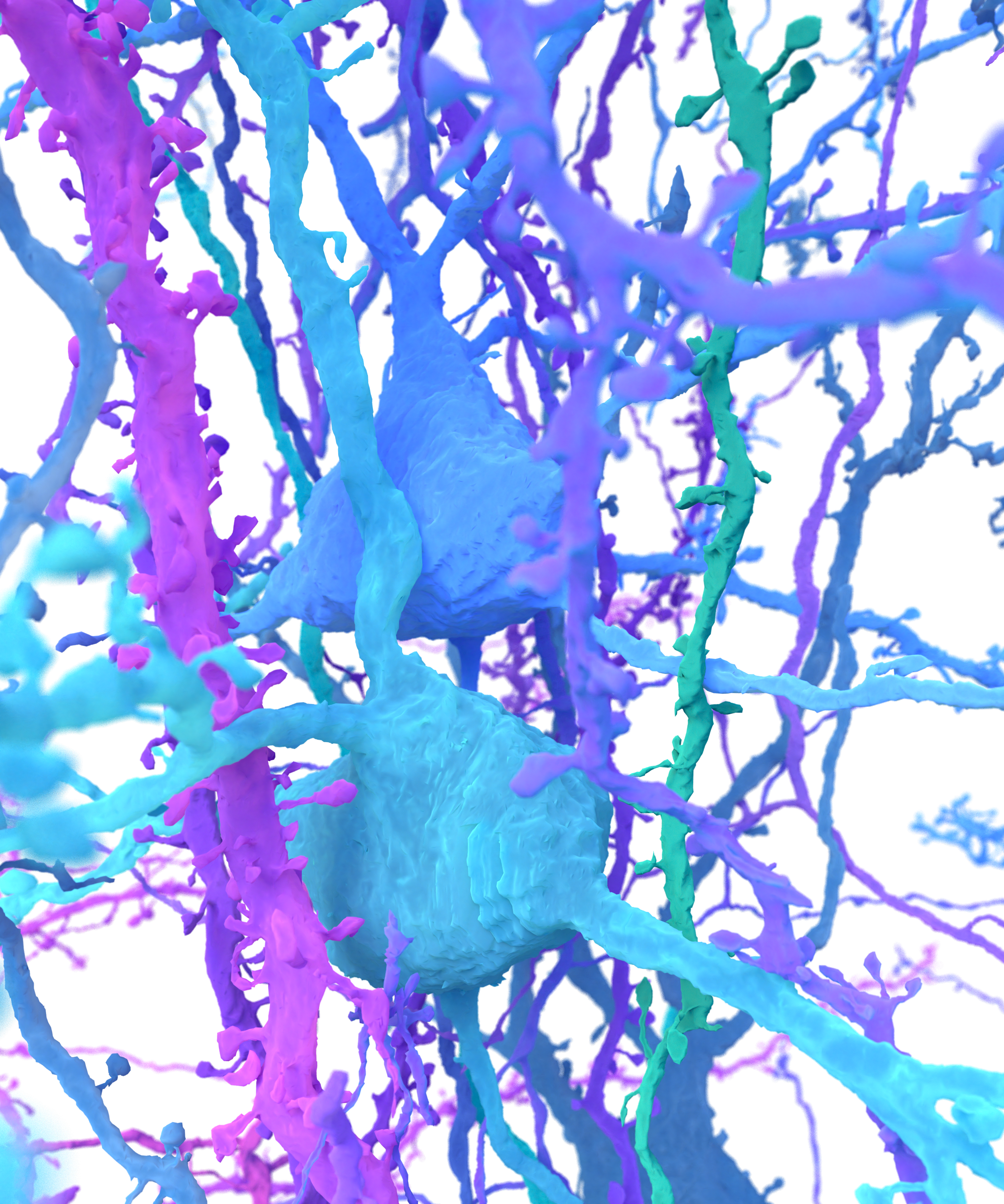 NINDS pretty neurons 2025